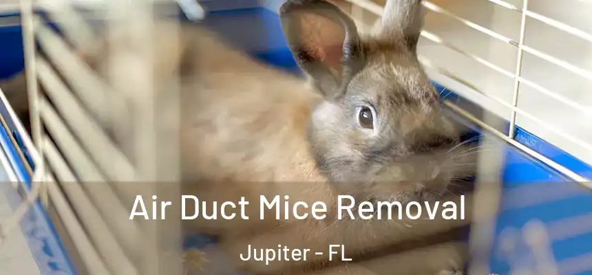 Air Duct Mice Removal Jupiter - FL