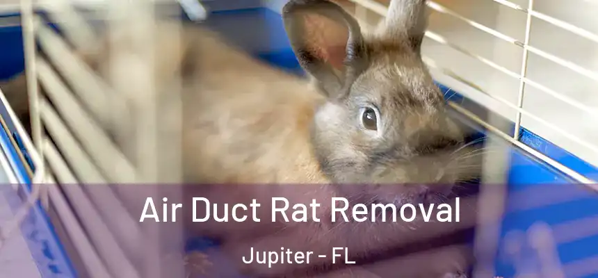  Air Duct Rat Removal Jupiter - FL